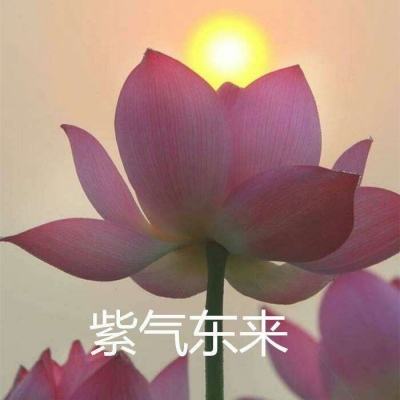 流浪者小岛2游戏手机版下载
